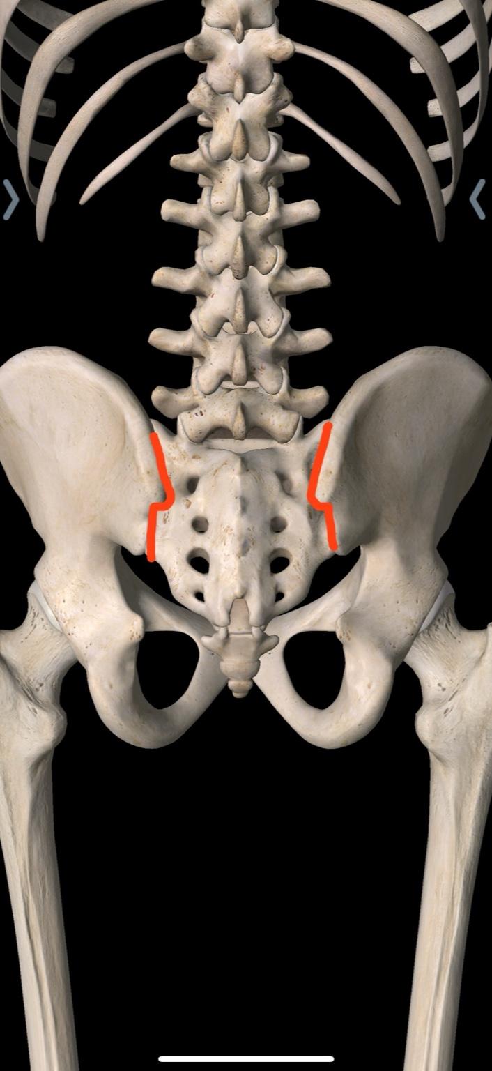 Anatomía de las articulaciones sacroilíacas